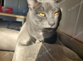 1.5 years old beautiful neutered male