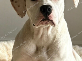 Female puppy