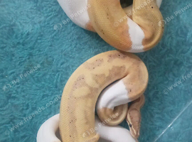 Banana Pied Het Clown