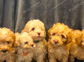 Toy poodles ready now