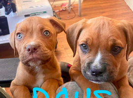 American Bulldog pups