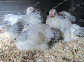 Beautiful Columbian, Silver/Black Pekin Pullets( Guaranteed Female)