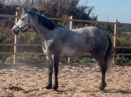 Two registered Connemara mares