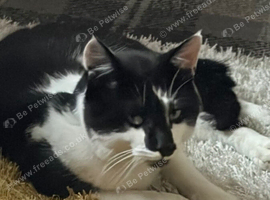 Beautiful Male Cat
