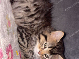 2 Xl Maine coon kittens