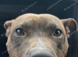 Bella