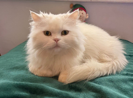 White Persian cat for sale