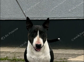 Black Brindle & White