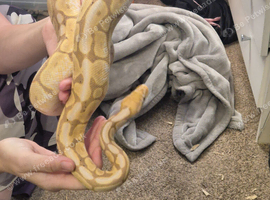 Ball python and corn snakes
