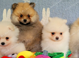 Pomeranian puppies for sale KCreg