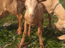 Royal Golden Guernesey billy kids