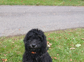 Beautiful fluffy Labradoodle