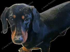 KC PRA CLEAR MINIATURE DACHSHUND STUD