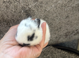 Netherland dwarf babies