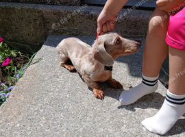 Dachound