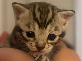 4 beautiful part bengal kittens