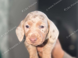Beautiful mini dachshund
