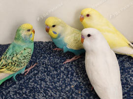 Budgies 2-Month-Old