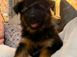 READY NOW &ndash; Stunning Full Pedigree German Shepherd Puppies