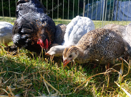 7 lovely young Guinea Fowl