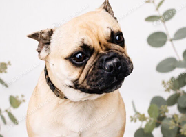 Female pure bred pug