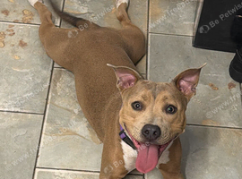 Staffie girl for sale