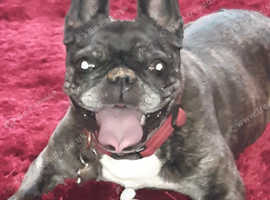Frenchie wanted