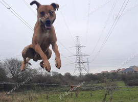 Exprienced active only dog home needed