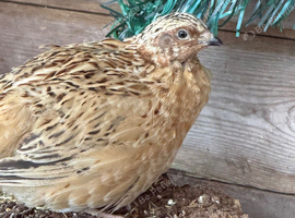 Male quail