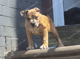 Cane corso mix puppies