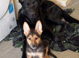 German Shepherd puppies