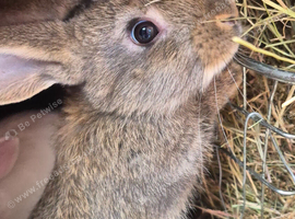 New Zealand bunny's
