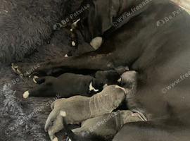 Puppie's