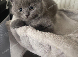 Champion lined British short haired blues