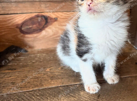 Kittens