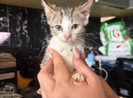 Female 10 Week Tortoise Shell Kitten for Sale
