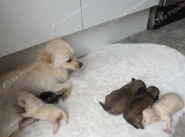 Micro teacup Pomchi chihuahua and Pomeranian