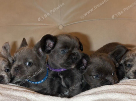 Dwkc fluffy French bulldogs