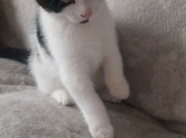 Kitten for sale