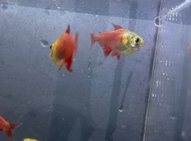 Tropical fish&rsquo;s for sale many type
