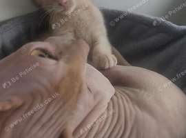 Sphynx cross ragdoll kittens ready now