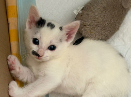 Beautiful kittens