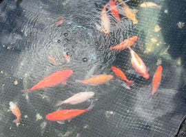 Plenty of pond fish available