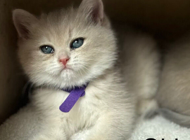 Adorable fur babies