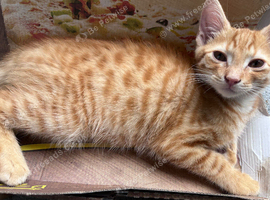 7 Stunning Turkish Angora Mix Breed Kittens