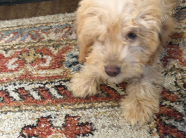 Cocker poo