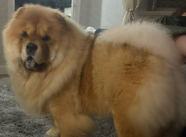 KC registered chow chow for sale