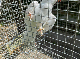Indian ringneck
