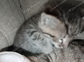 3 Senegal cross kittens