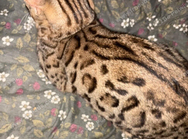 Bengal boy